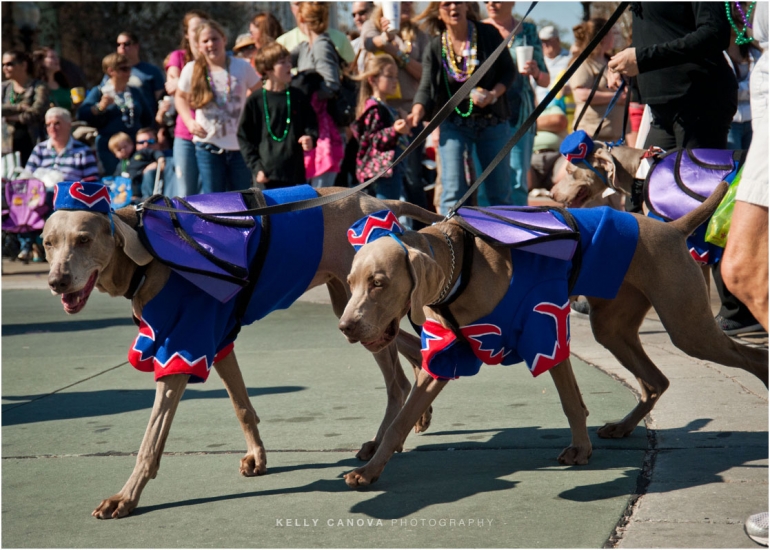 Dog Parade & Mardi Gras on Mainstreet Deland Event Photographer